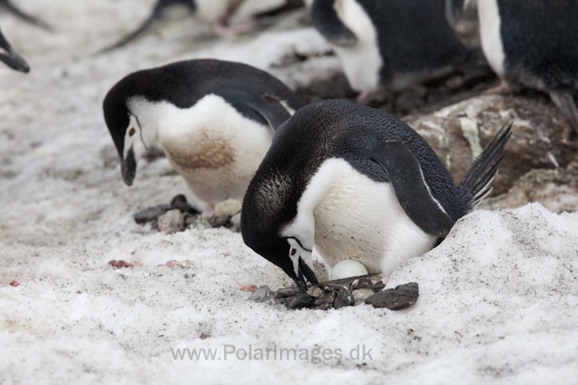 Chinstrap penguins, Baily Head, Deception Island_MG_1120