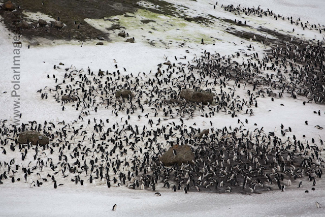 Chinstrap penguins, Baily Head, Deception Island_MG_1177