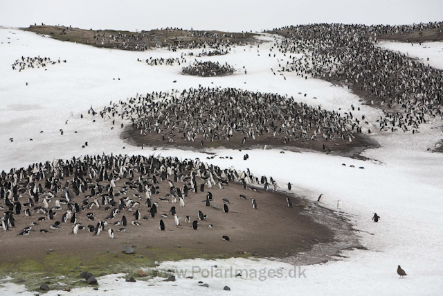 Chinstrap penguins, Baily Head, Deception Island_MG_1183