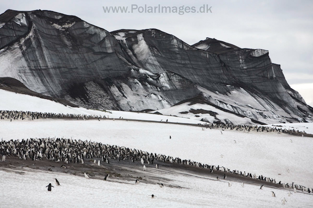 Chinstrap penguins, Baily Head, Deception Island_MG_1185