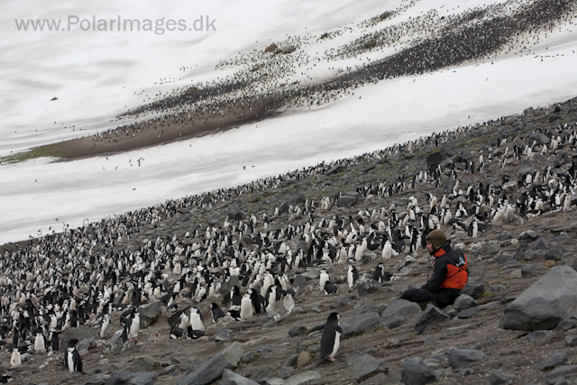 Chinstrap penguins, Baily Head, Deception Island_MG_1196