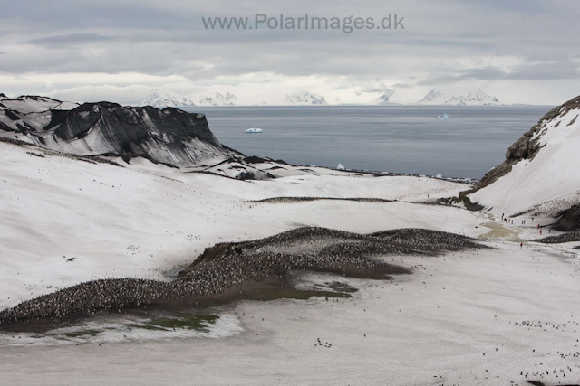 Chinstrap penguins, Baily Head, Deception Island_MG_1198