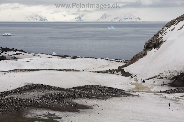 Chinstrap penguins, Baily Head, Deception Island_MG_1203