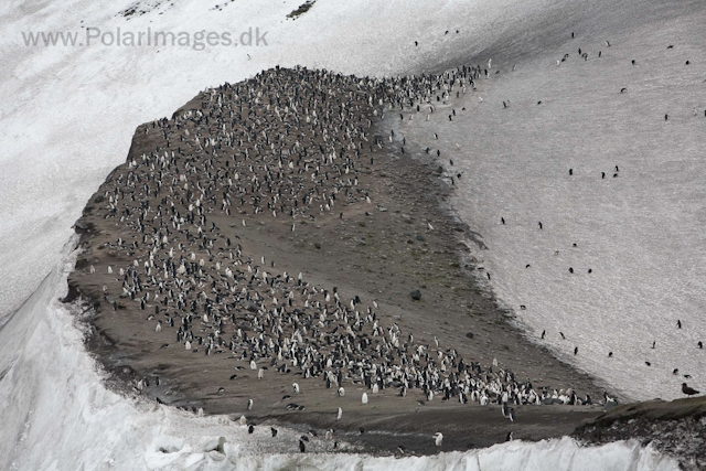 Chinstrap penguins, Baily Head, Deception Island_MG_1205