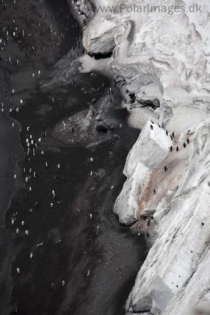 Chinstrap penguins, Baily Head, Deception Island_MG_1211