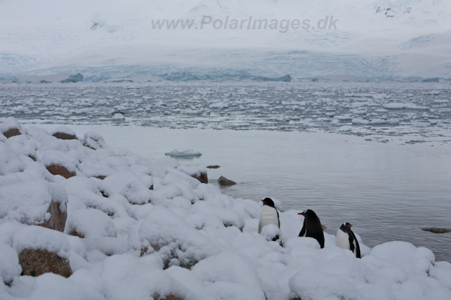 Gentoo Penguins, Neko Harbour, December 09_MG_6177