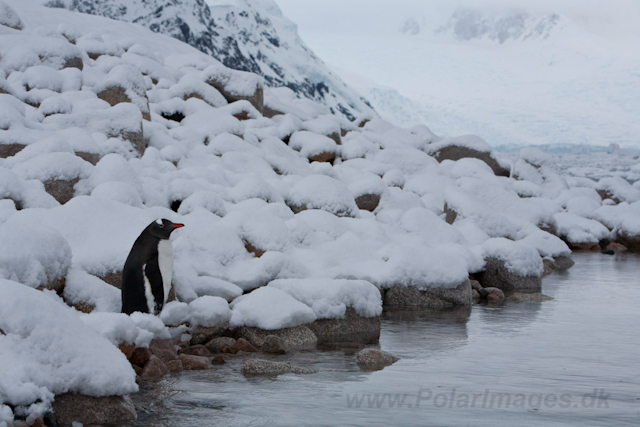 Gentoo Penguins, Neko Harbour, December 09_MG_6179
