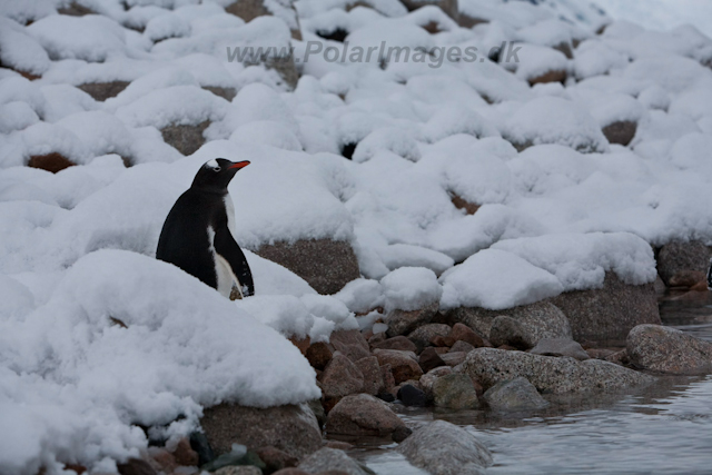 Gentoo Penguins, Neko Harbour, December 09_MG_6189