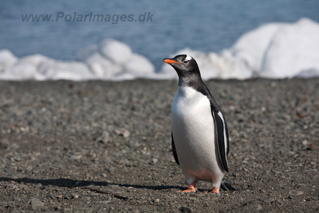 Gentoo chick, freshly fledged_MG_0570