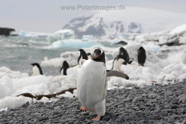 Gentoo penguin, Brown Bluff_MG_1604