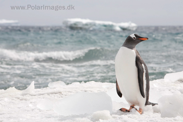 Gentoo penguin, Brown Bluff_MG_1661