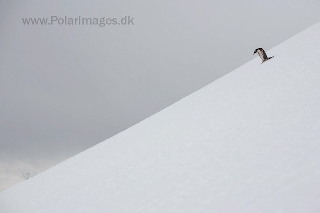 Gentoo penguin, Danco Island_MG_2328