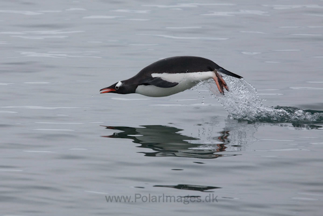 Gentoo penguin_MG_1392