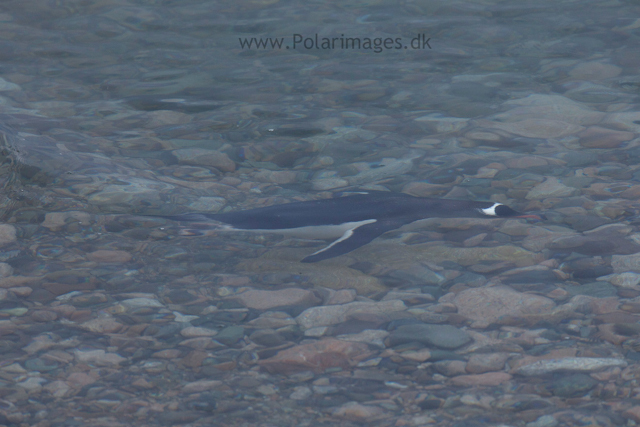 Gentoo penguin, Neko Harbour_MG_1118