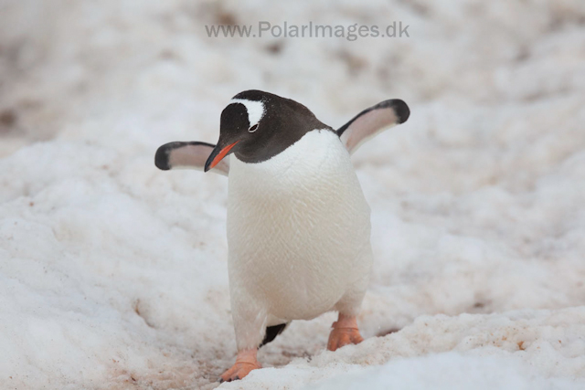Gentoo penguin, Neko Harbour_MG_3639