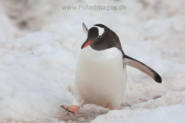 Gentoo penguin, Neko Harbour_MG_3641