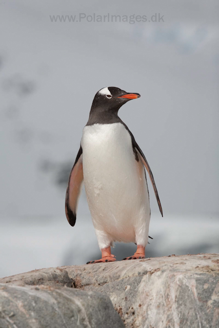 Gentoo penguin, Petermann Island_MG_2280
