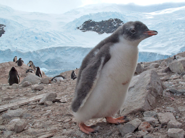 Gentoo penguin chick, Neko Harbour IMG_0897