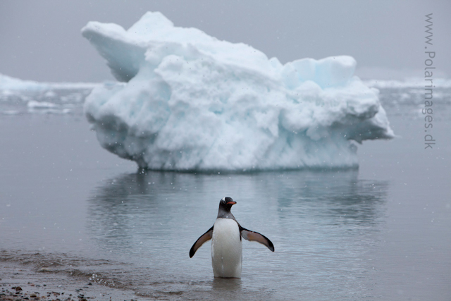 Gentoo penguin in the snow, Neko Harbour_MG_2065