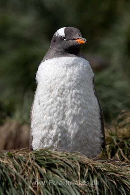 Gentoo penguin moulting, Godthul_MG_4213