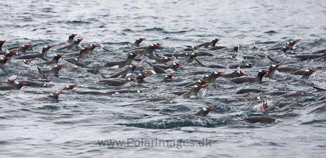 Gentoo penguins, Cuverville Island_MG_1461