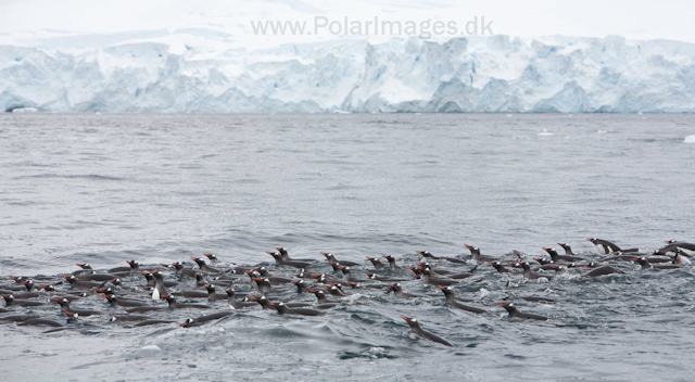 Gentoo penguins, Cuverville Island_MG_1463