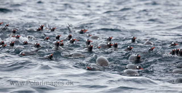 Gentoo penguins, Cuverville Island_MG_1514