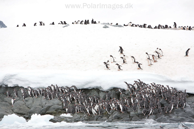 Gentoo penguins, Cuverville Island_MG_1551