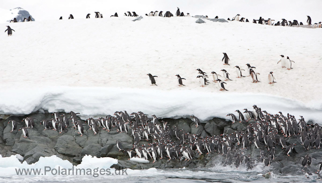 Gentoo penguins, Cuverville Island_MG_1553