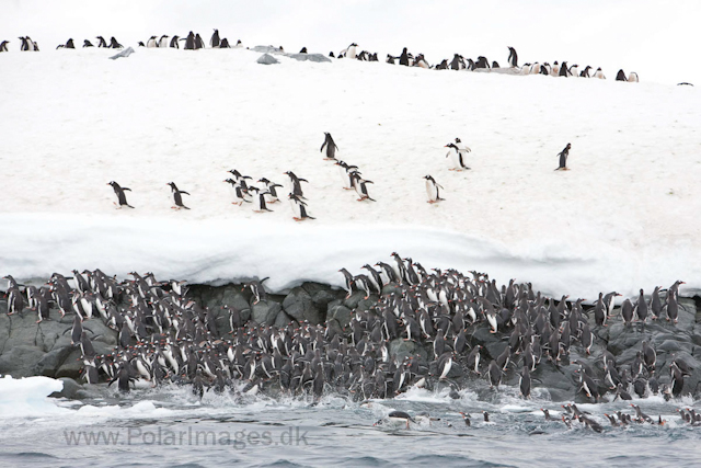 Gentoo penguins, Cuverville Island_MG_1554
