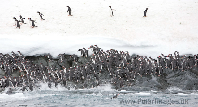 Gentoo penguins, Cuverville Island_MG_1556