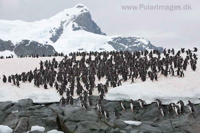 Gentoo penguins, Cuverville Island_MG_1571
