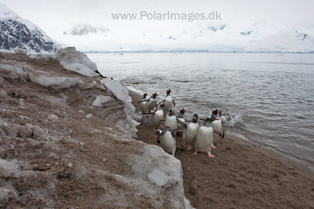 Gentoo penguins, Neko Harbour_MG_1425