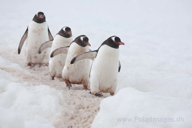 Gentoo penguins, Neko Harbour_MG_3661