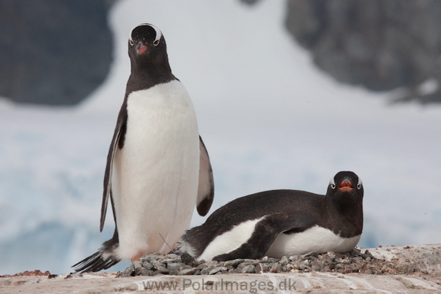 Gentoo penguins, Petermann Island_MG_2252