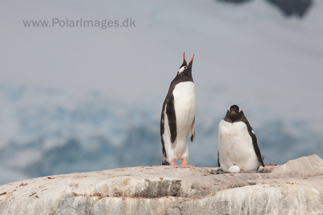 Gentoo penguins, Petermann Island_MG_2271