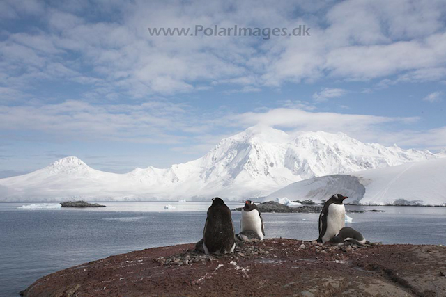 Gentoo penguins, Port Lockroy_MG_1412