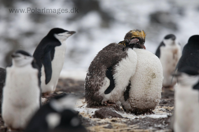 Macaroni penguins moulting, Hannah Point, Livingston Island_MG_4693