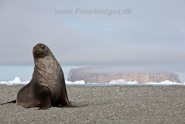 Antarctic Fur Seal, Dundee Island_MG_0492
