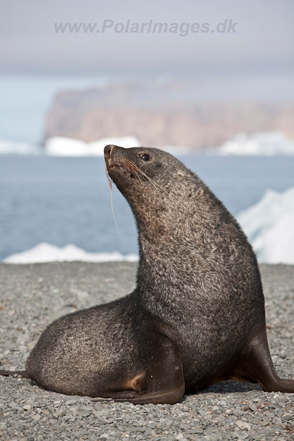 Antarctic Fur Seal, Dundee Island_MG_0496