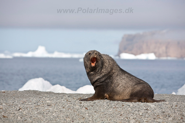 Antarctic Fur Seal, Dundee Island_MG_0504