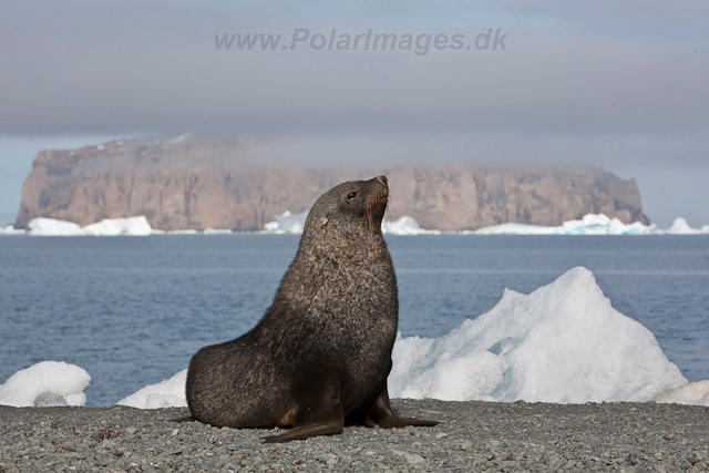 Antarctic Fur Seal, Dundee Island_MG_0513