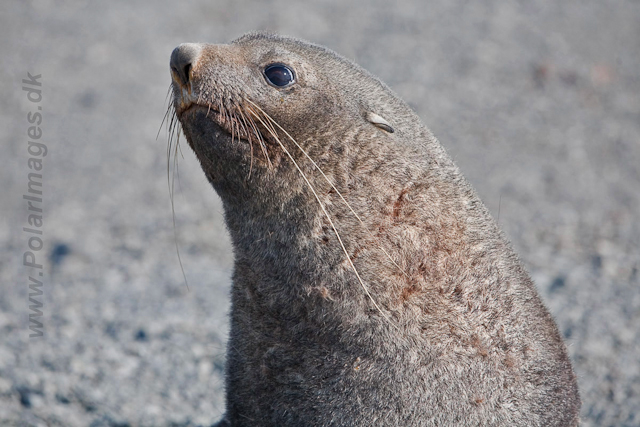 Antarctic Fur Seal, Dundee Island_MG_0543