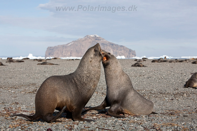 Antarctic Fur Seal, Dundee Island_MG_0555