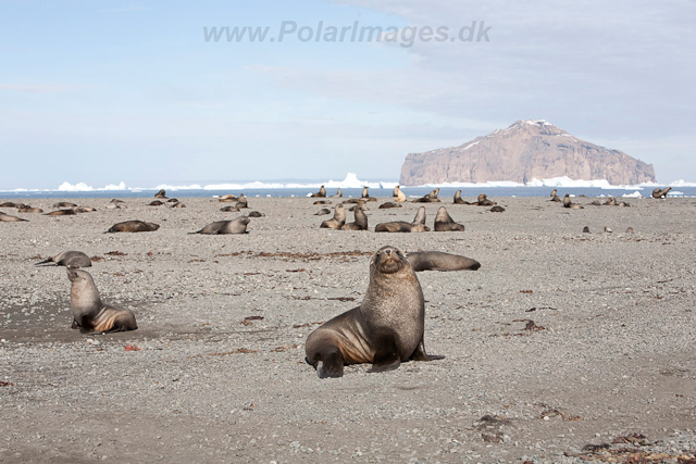 Antarctic Fur Seal, Dundee Island_MG_0557