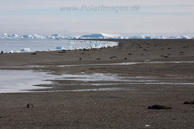Antarctic Fur Seal, Dundee Island_MG_0598