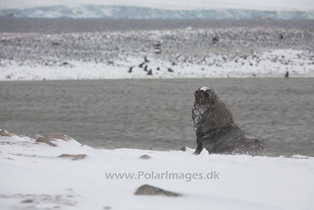 Antarctic fur seal, Paulet Island, March_MG_2614