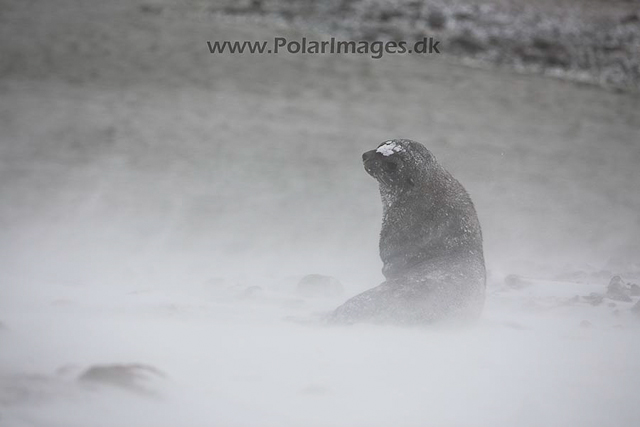 Antarctic fur seal, Paulet Island, March_MG_2615