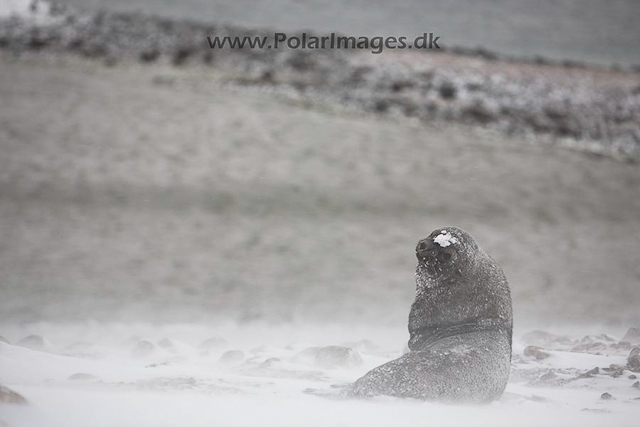 Antarctic fur seal, Paulet Island, March_MG_2619