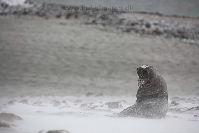Antarctic fur seal, Paulet Island, March_MG_2620